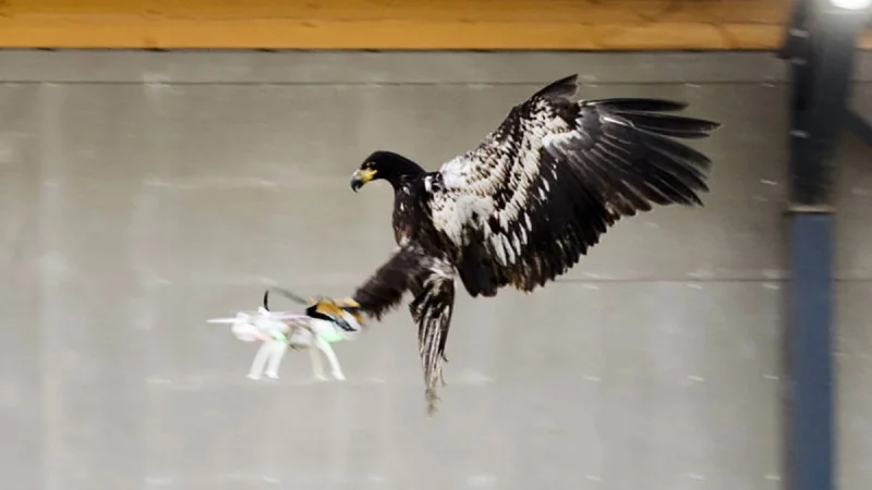 Police train Eagles to capture Drones