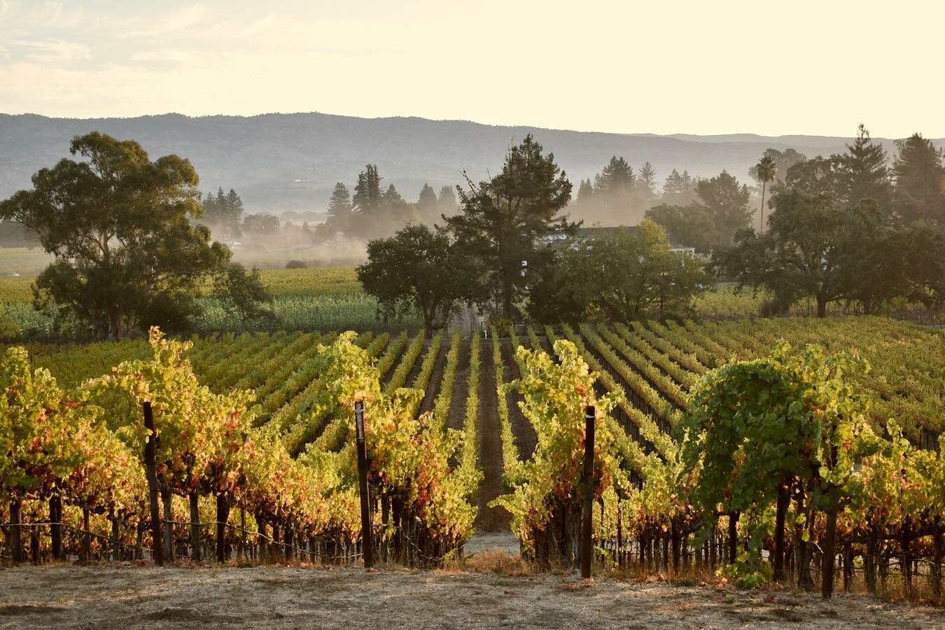 Here&rsquo;s a look at one of the vineyards we source Cab fruit from in the Oak Knoll AVA of Napa Valley. Oak Knoll is a cooler environment with marine fog that hangs in the morning air. We have warm summer days and cool nights. The grapes grow in vo