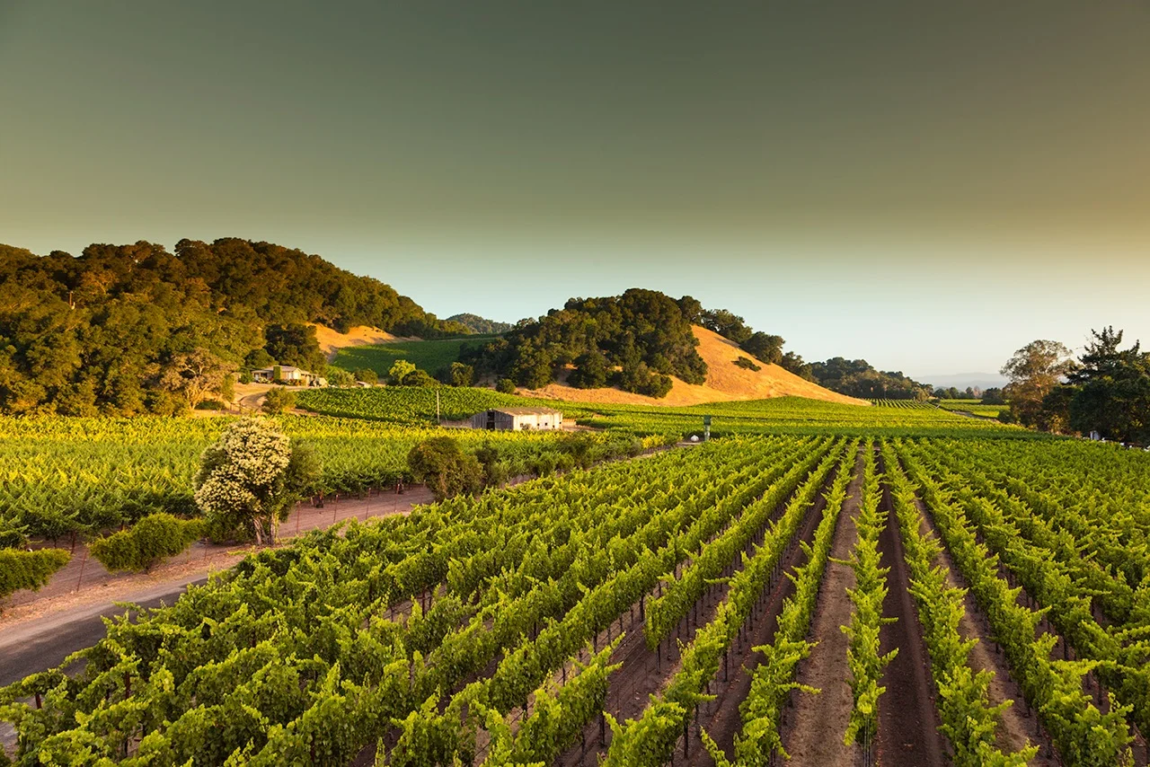 vineyardview.jpg