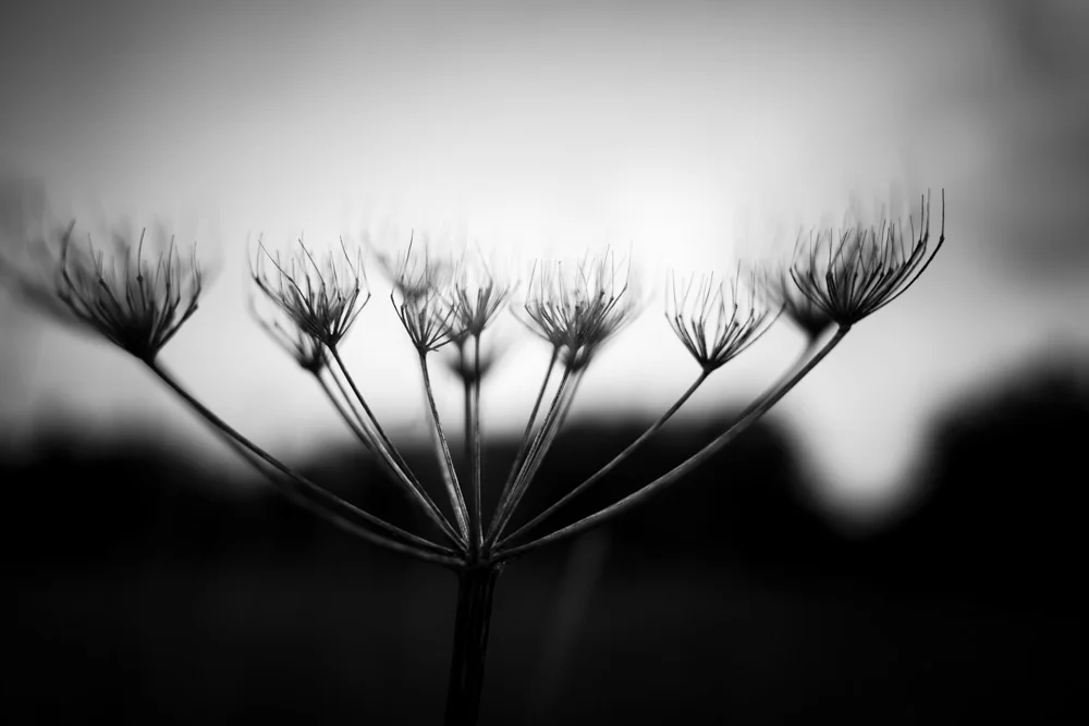 Coast Plants Fading II