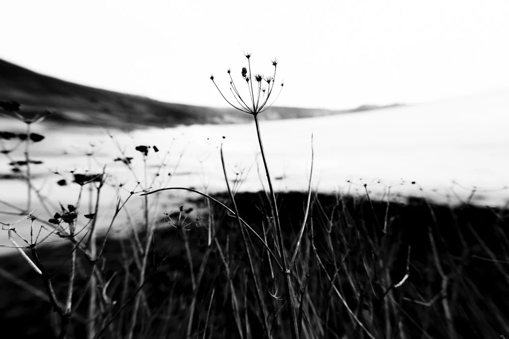 Coast Plants Fading III