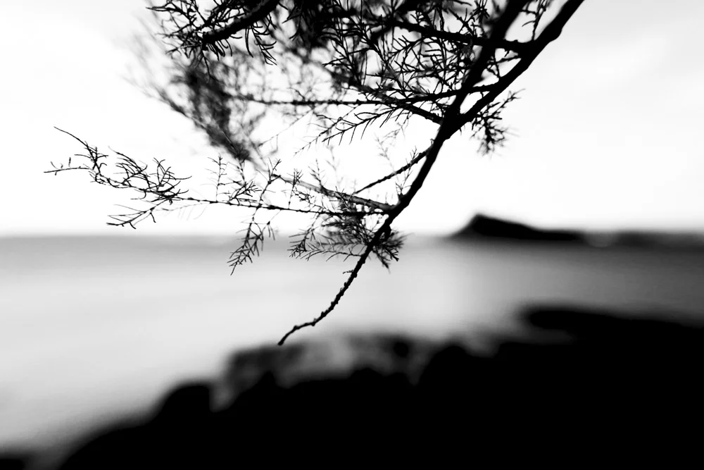 Coast Plants Fading VI