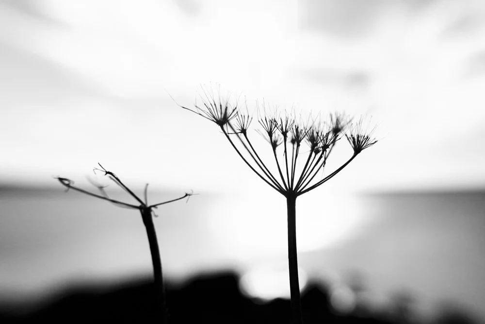 Coast Plants Fading XI