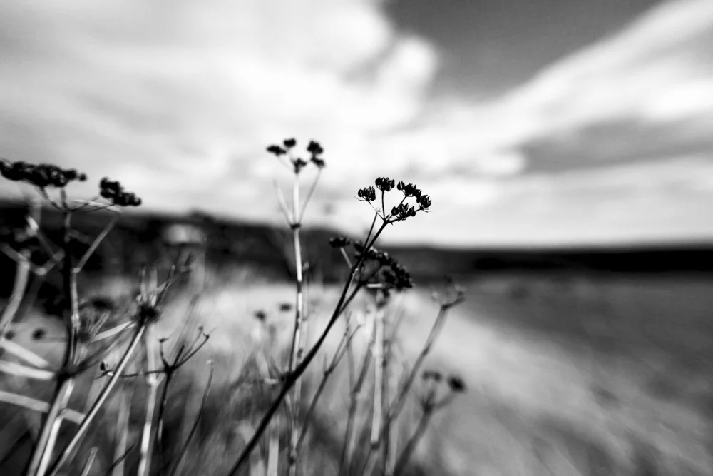 Coast Plants Fading XII