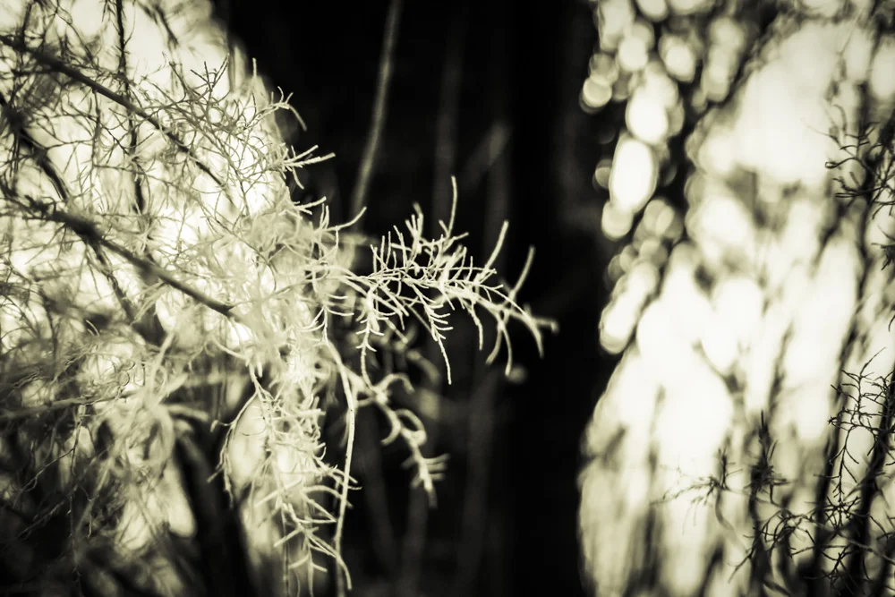 Coast Plants Fading VII
