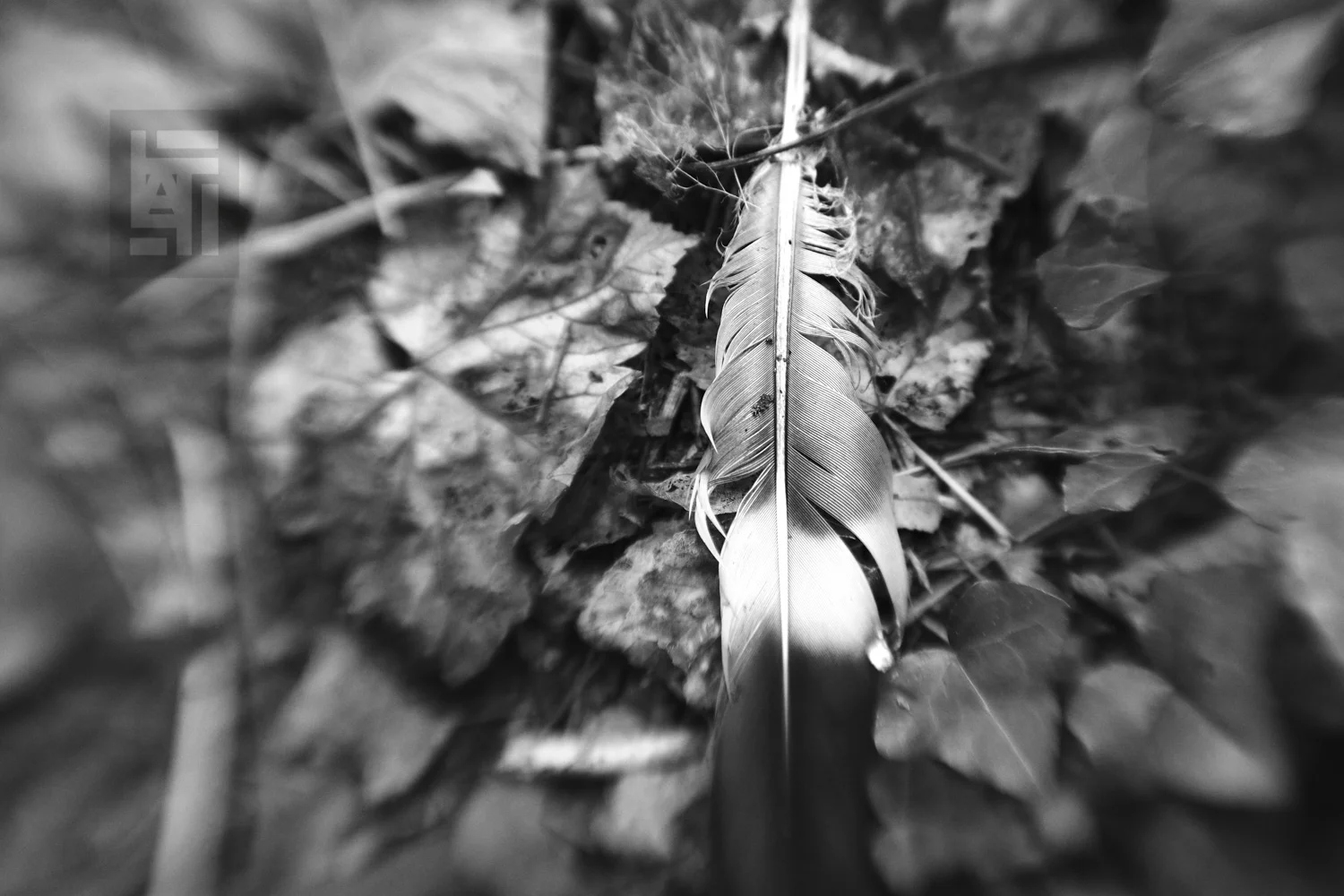 The feather lies at the bottom of the wood