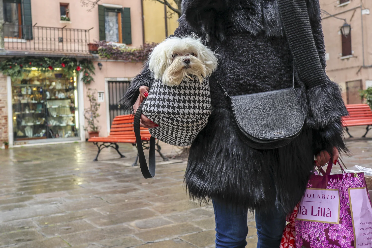 Venetian Dogs