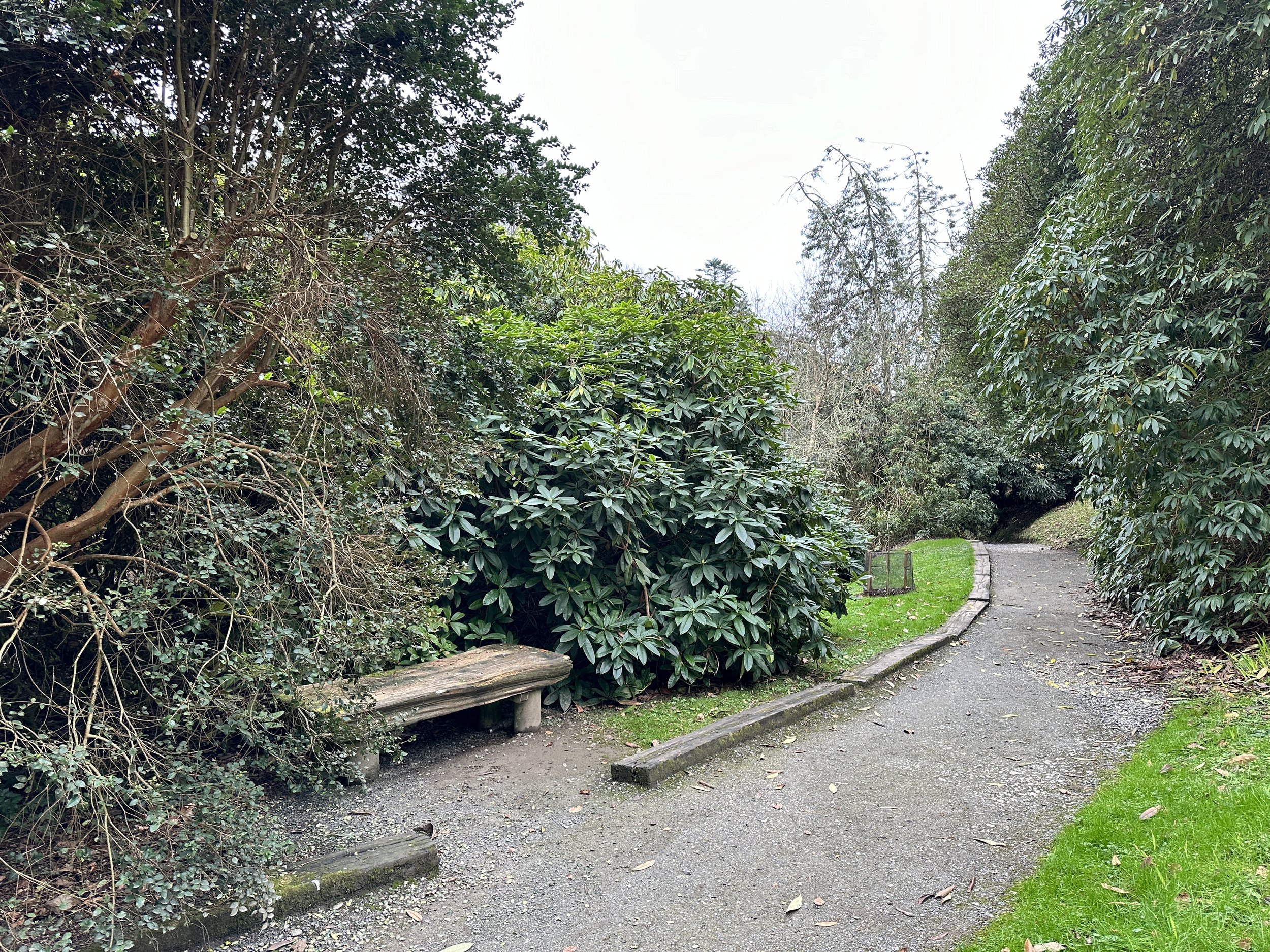 Bench no. 2 and Rhododendron on Davidia Walk