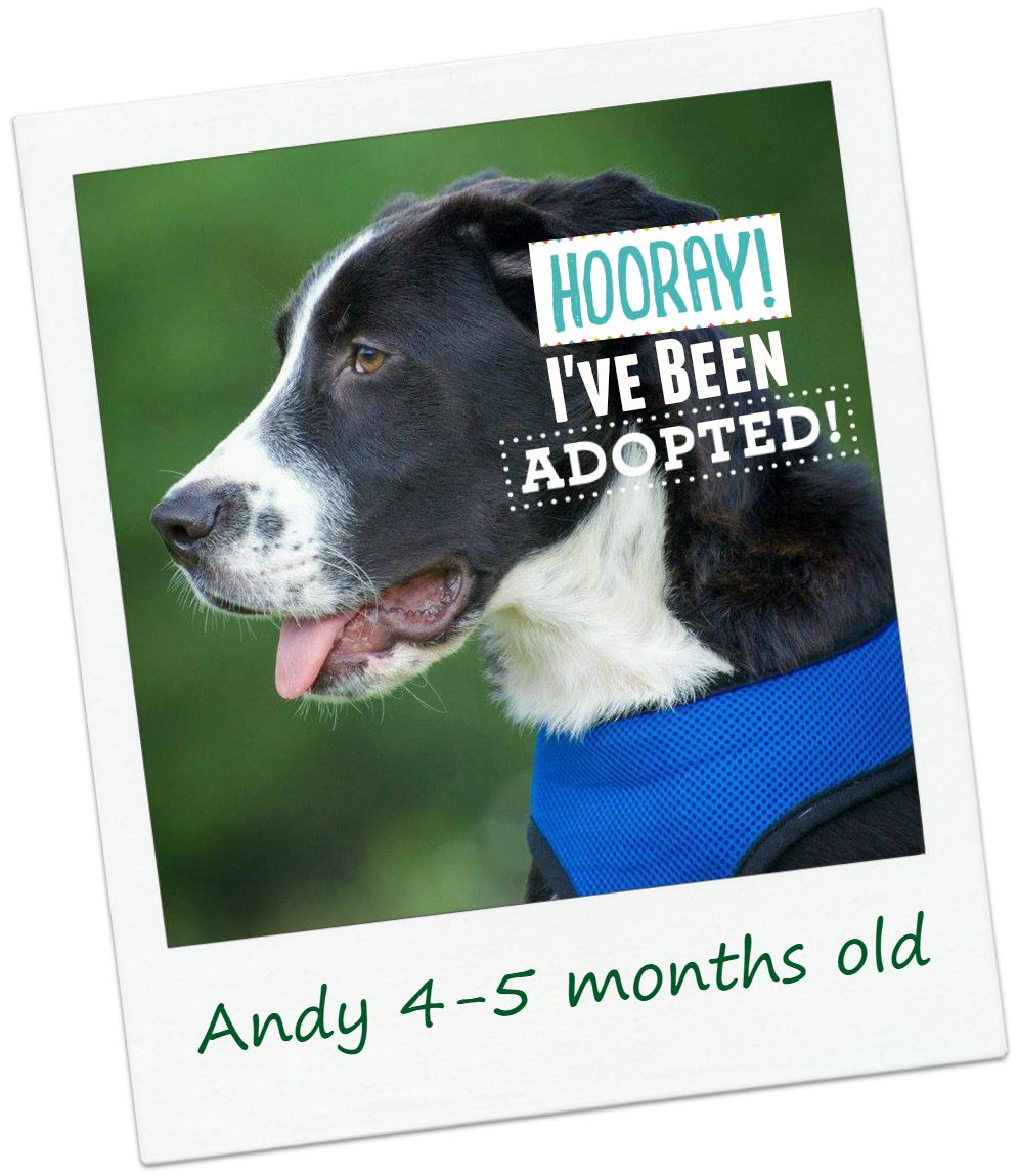 Andy_adopted.jpg