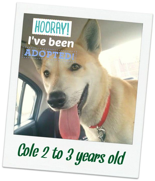 cole_adopted.jpg