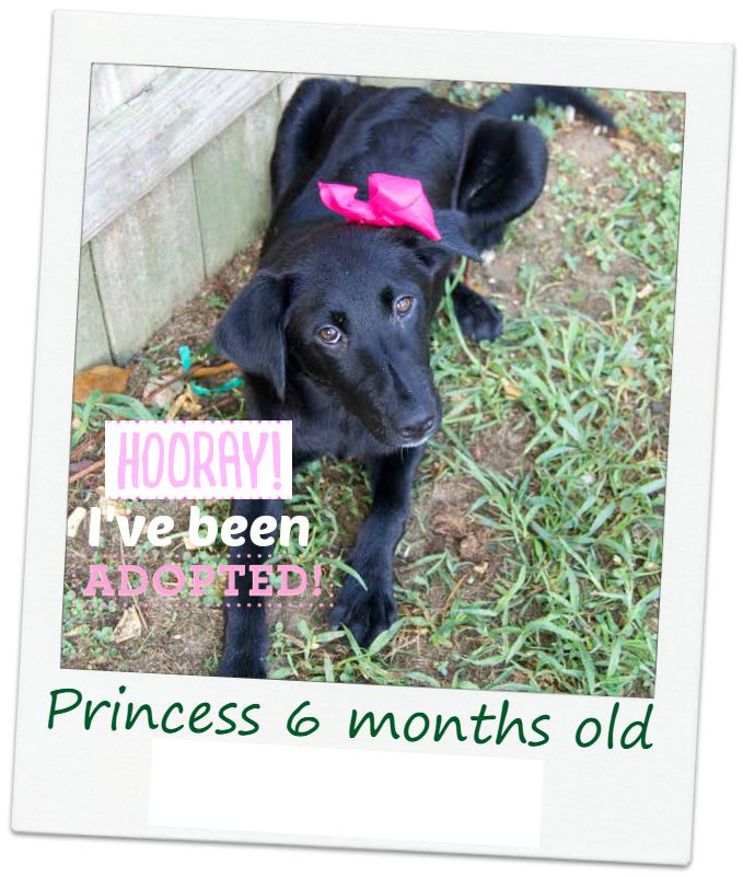 Princess_adopt.jpg