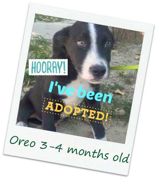 oreo_adopted.jpg