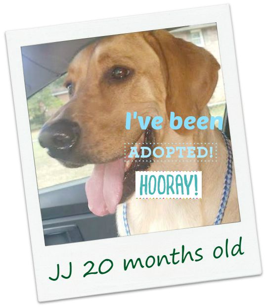 JJ_adopt.jpg