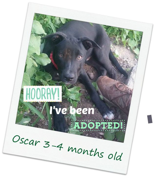 oscar_adopt.jpg