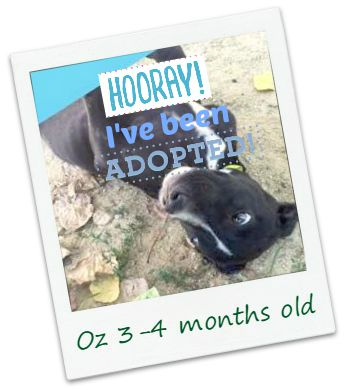 Oz_adopt.jpg