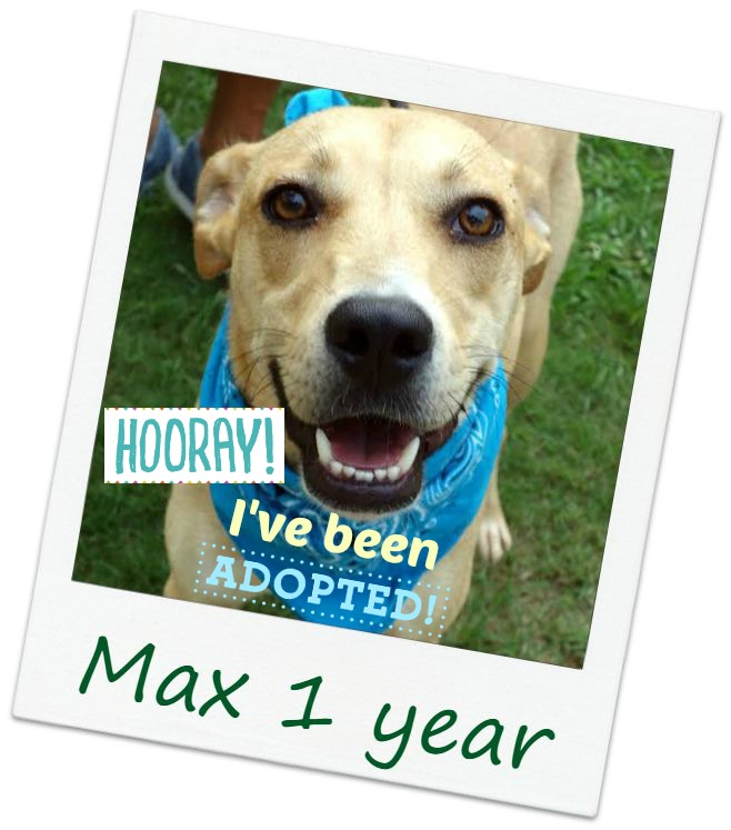 max_adopt.jpg