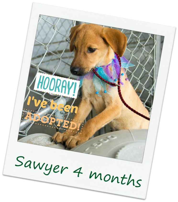 sawyer_adopt.jpg