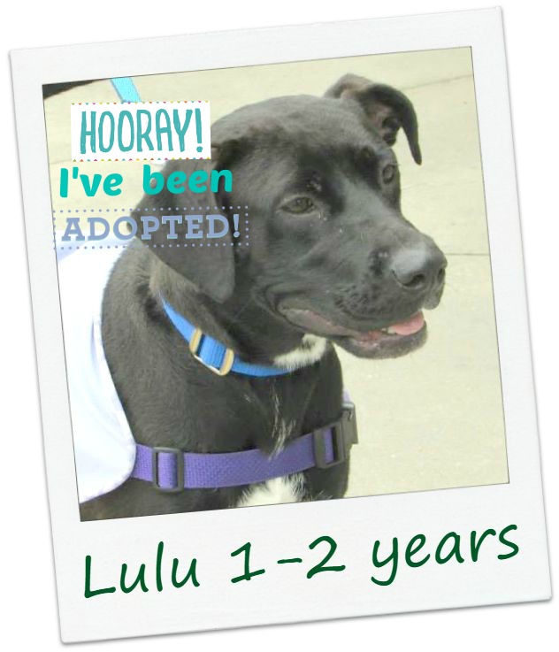 lulu_adopt.jpg