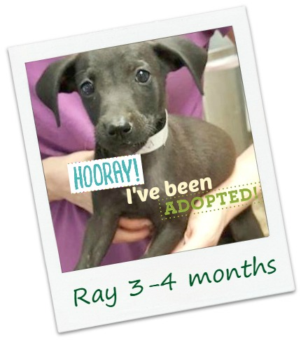 Ralph_Ray_adopt.jpg