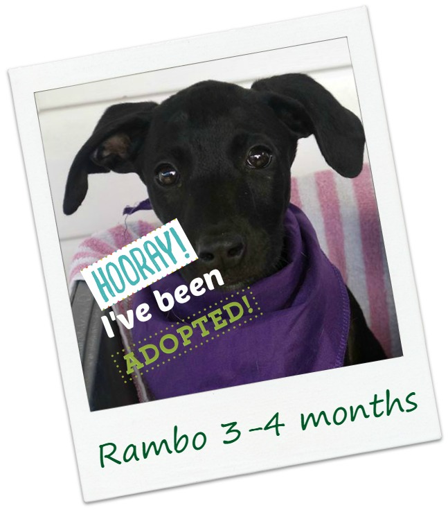 ra1_adopt.jpg