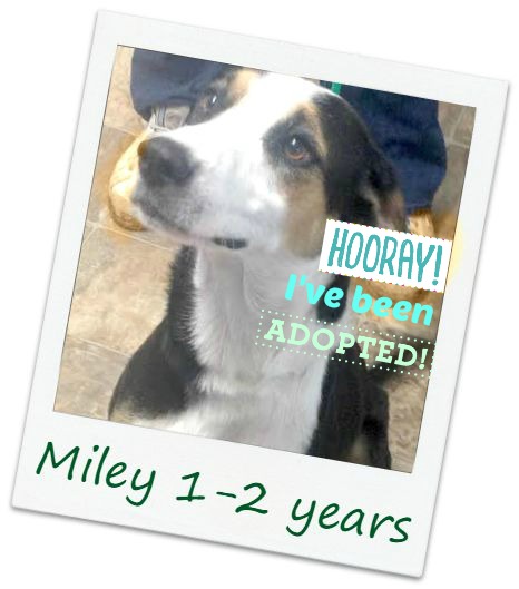 Miley_adopt.jpg