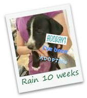 Rain_adopt.jpg
