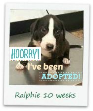 ralphie_adopt.jpg