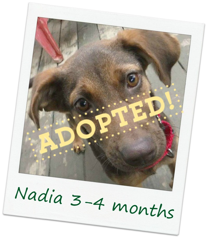 Nadia_adopt.jpg