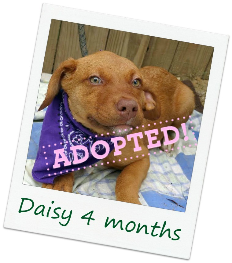 Daisy_adopt.jpg