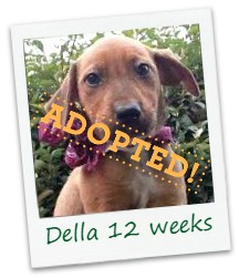 Della_adopt.jpg