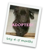 Ivey_adopted.jpg