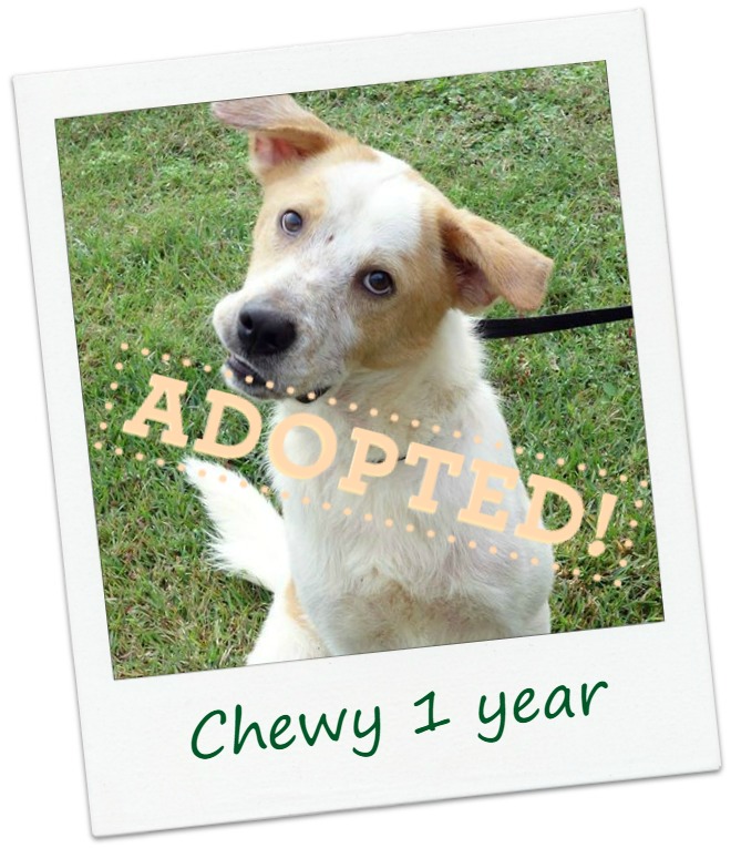 chewy_adopt.jpg