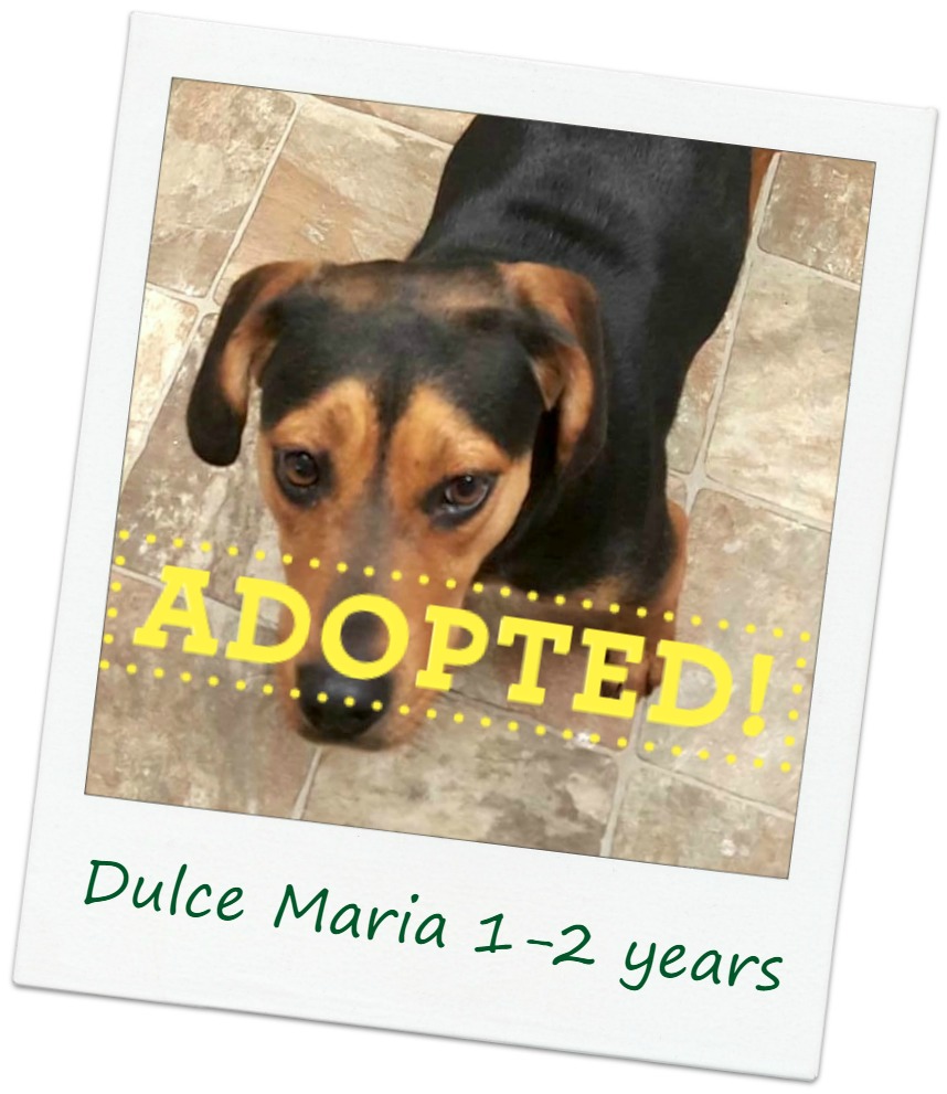 dulce_adopt.jpg