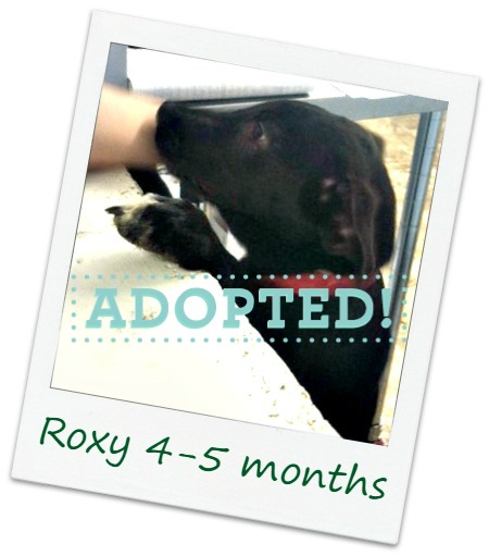 Roxy_adopted.jpg