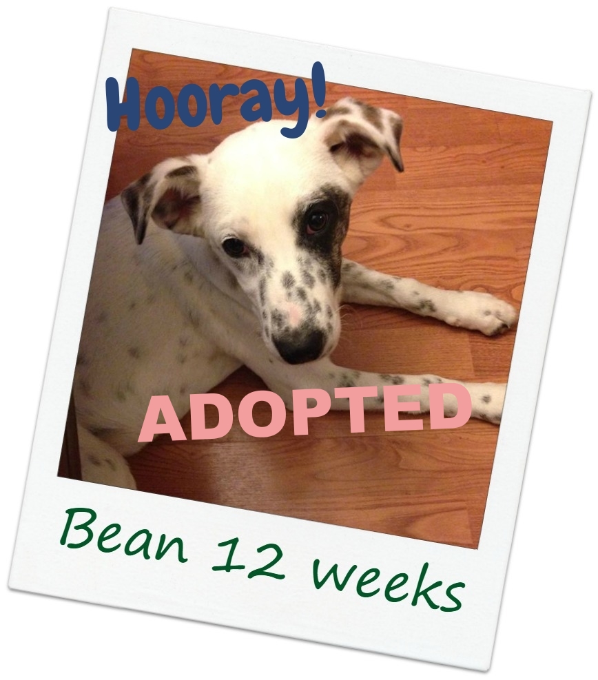 Bean_cover.jpg