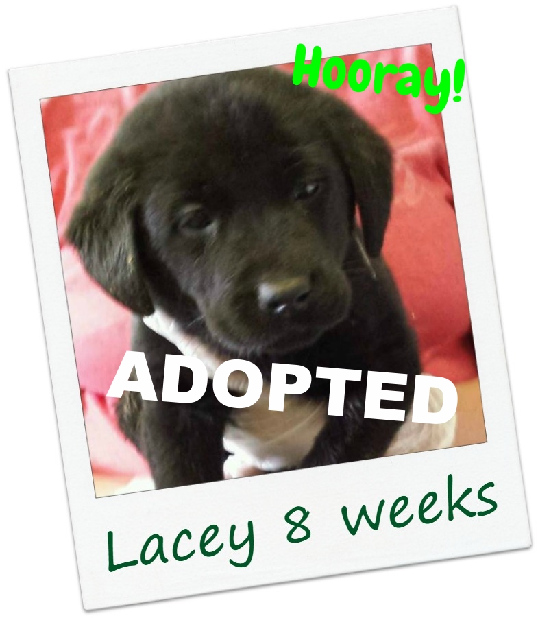 Lacy_cover.jpg