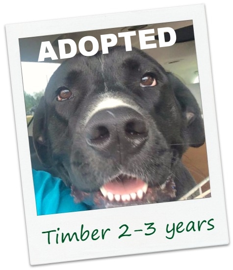 Timber_Cover.jpg