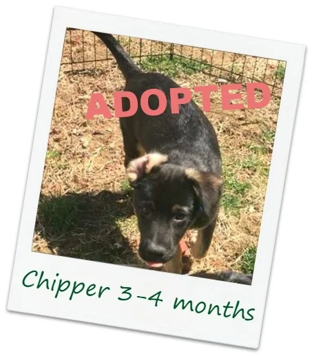 Chipper_Cover8.jpg