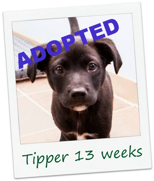 Tipper_cover.jpg