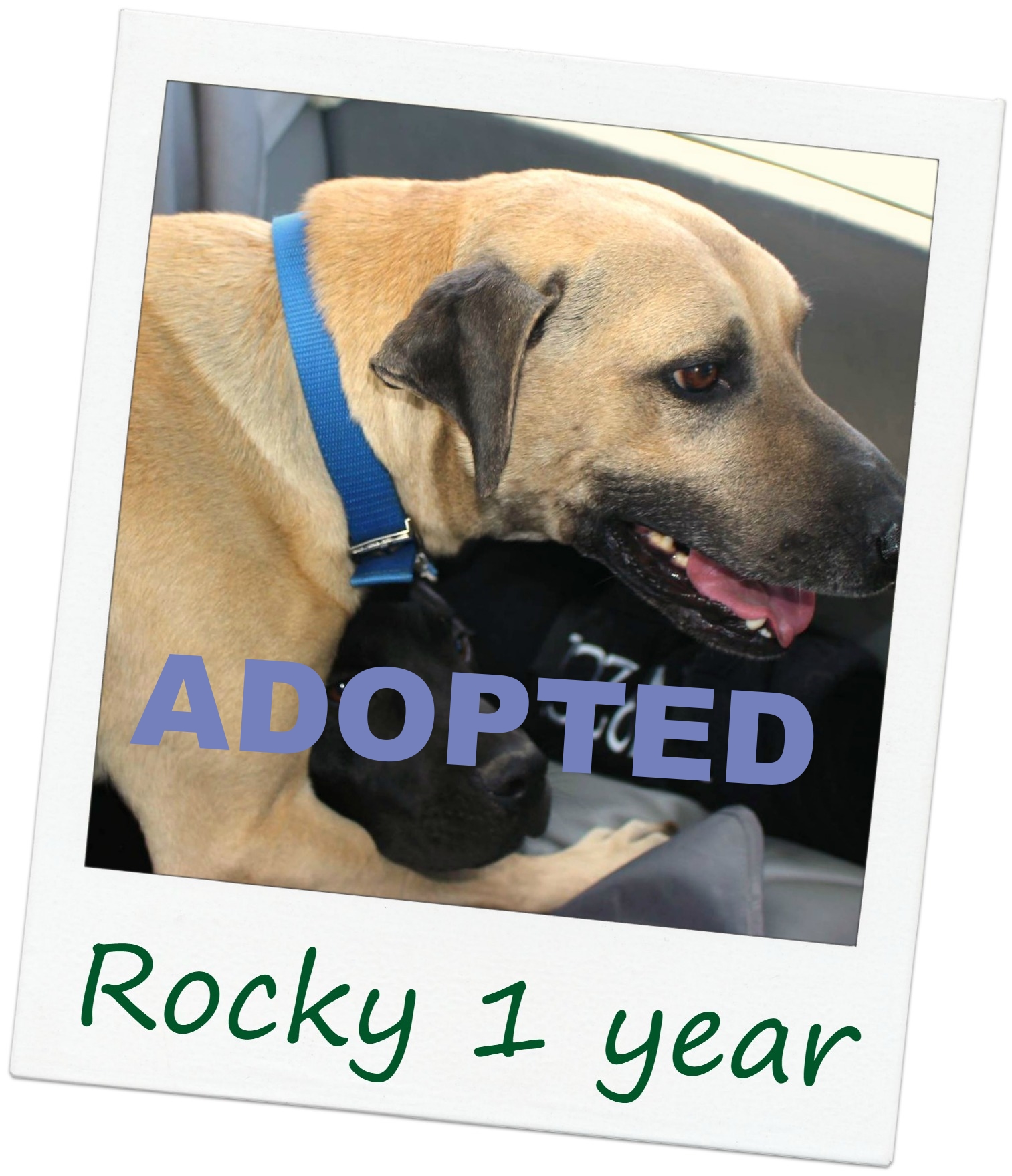Rocky_Cover2.jpg