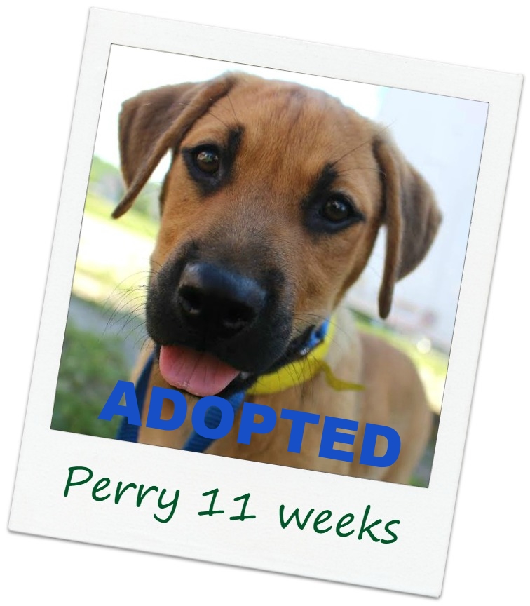 Perry1b_cover.jpg