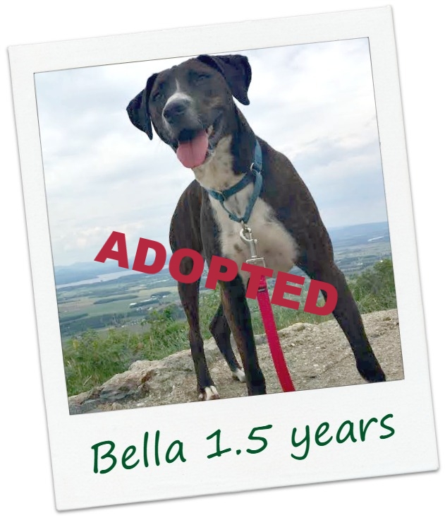 bella31_cover.jpg