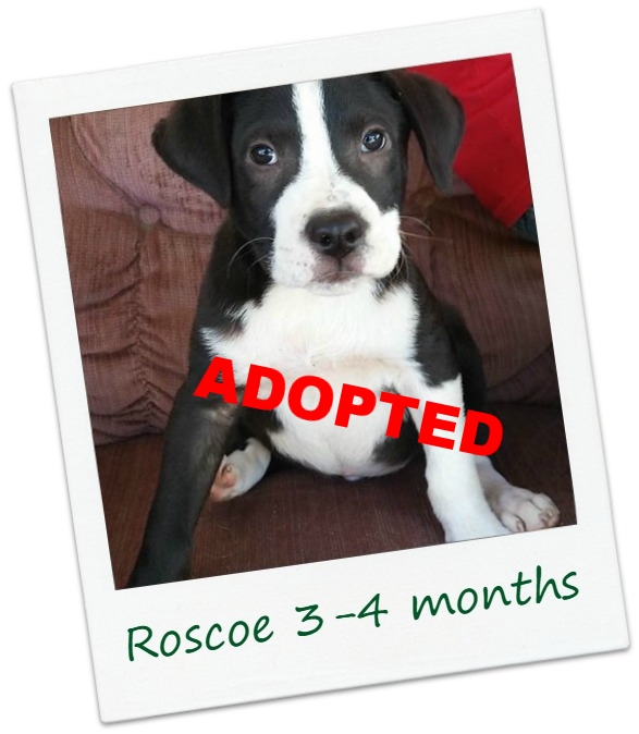 roscoe_Cover.jpg