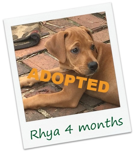 Rhya_Cover.jpg