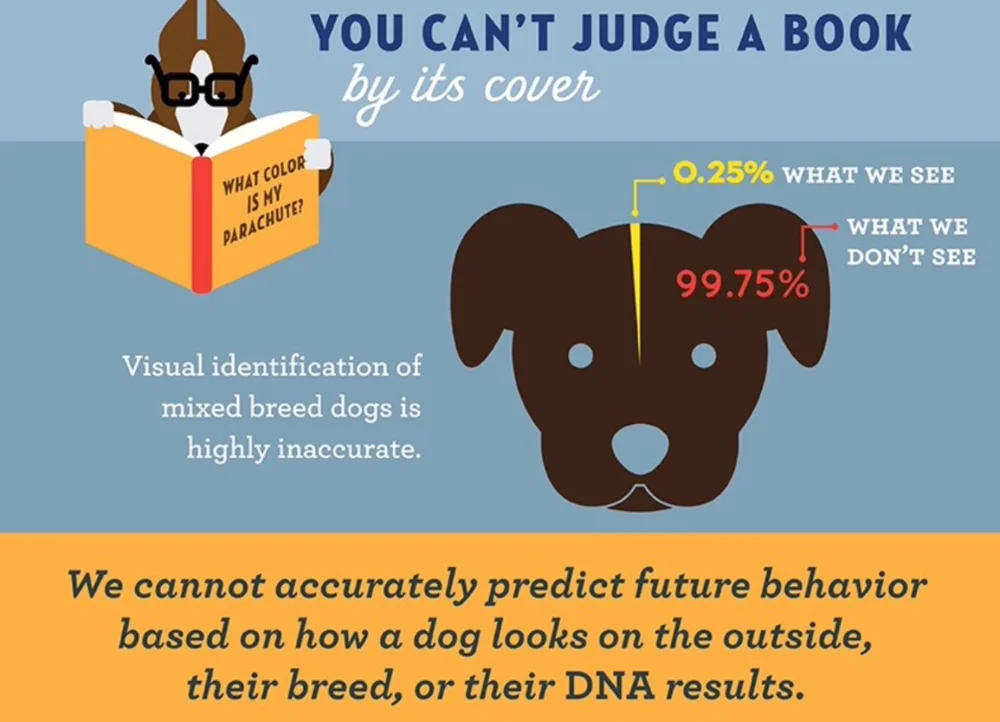 How To Determine Breed In Mixed Breed Dog