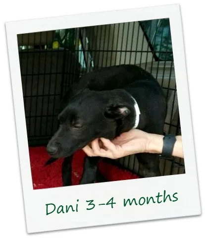 Dani_Cover2.jpg