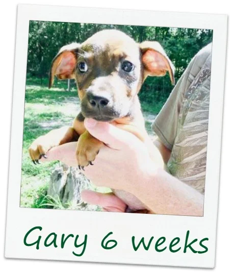 Gary_Cover.jpg