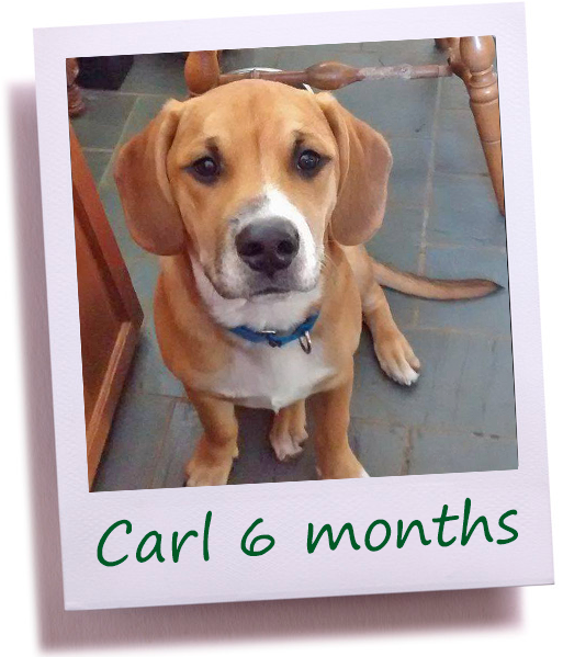 Carl4N_COver.png