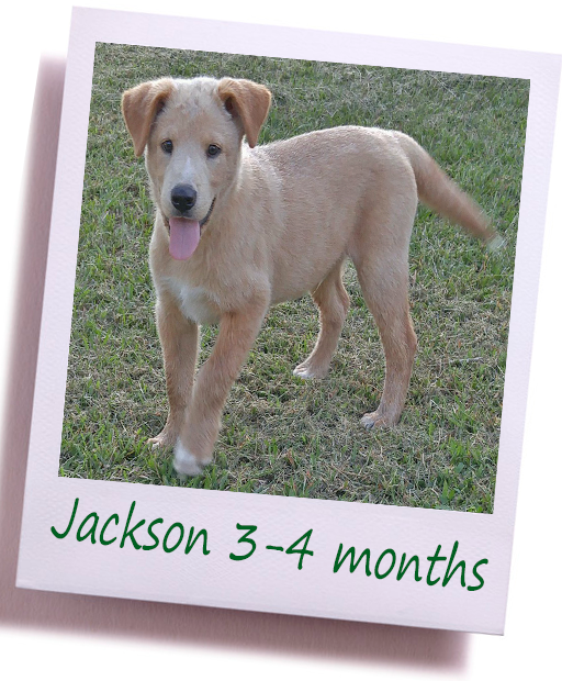 Jackson2_Cover.png