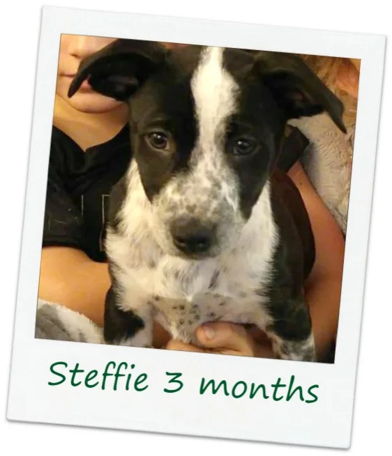 STeffie_Cover2.jpg